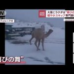 大雪にラクダは“喜びの舞”!?　軽やかなスキップに専門家は驚き(2023年1月5日)