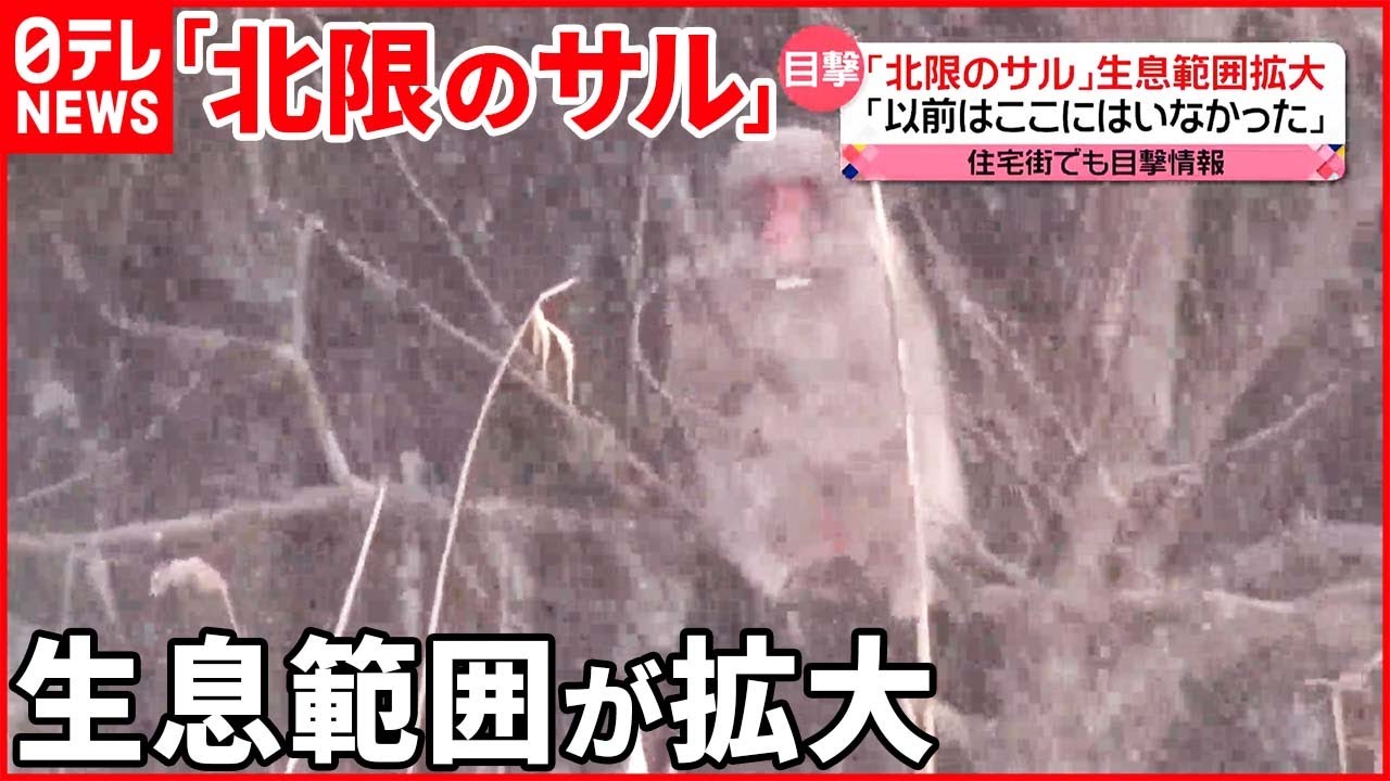 【北限のサル】住宅街でも目撃 生息範囲が拡大 農作物被害も… 青森・下北半島