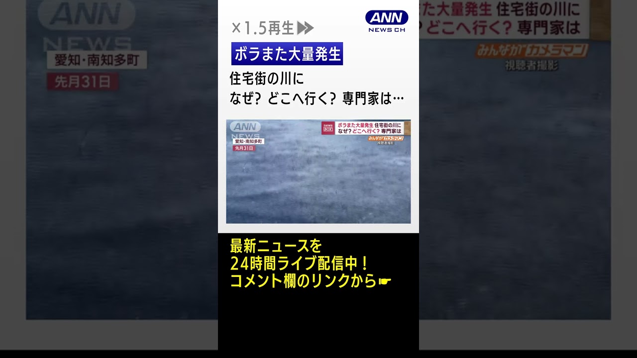 【大量発生】ボラがまた住宅街の川に　一体なぜ？　どこへ行く？　専門家は… #Shorts