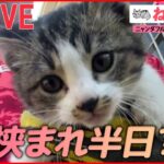 【猫ライブ】洗濯機に挟まれた子猫 / “カリスマ美容師”ネコ/掃除ロボ乗りこなすネコ / 旅館に４匹の看板猫 / 子猫が寝落ち など （日テレNEWS LIVE）