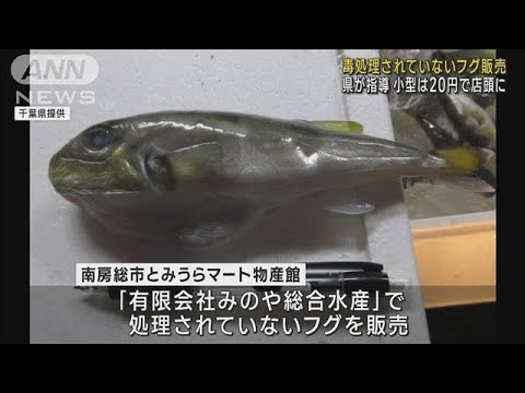「安くておいしいので…」千葉・南房総市の水産会社　有毒部分が未処理のフグを販売(2023年1月7日)