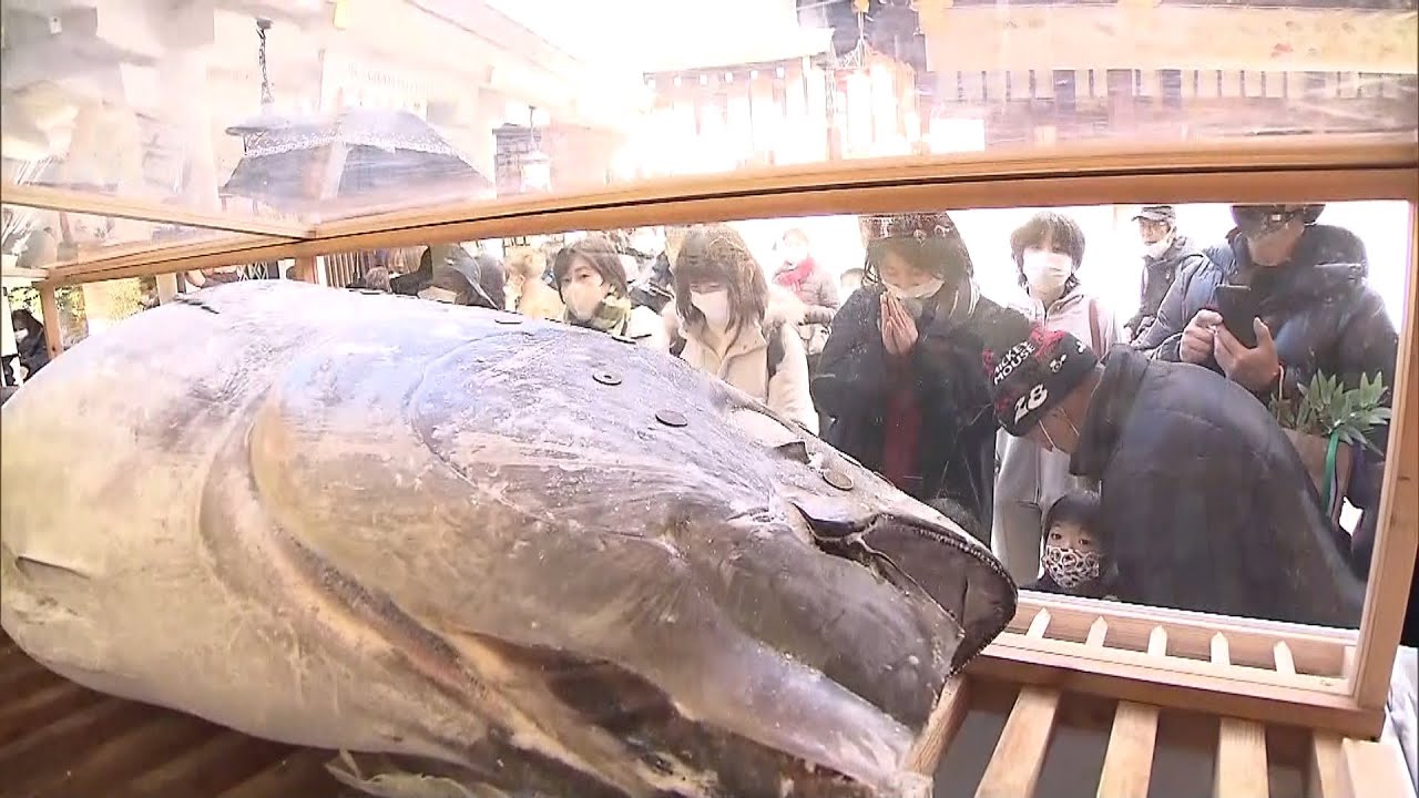 十日戎を前に西宮神社で「特大マグロ」奉納式 今年も参拝者はさい銭を貼りつけられず(2023年1月8日)