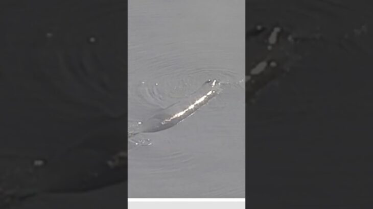 「迷いクジラ」淀川河口付近に現れる　#体長８ｍ #大阪 #成人の日 #クジラ