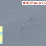 『迷子のクジラ』が大阪の淀川に…体長８ｍほど　大阪海上保安監部の小型艇が監視中（2023年1月9日）
