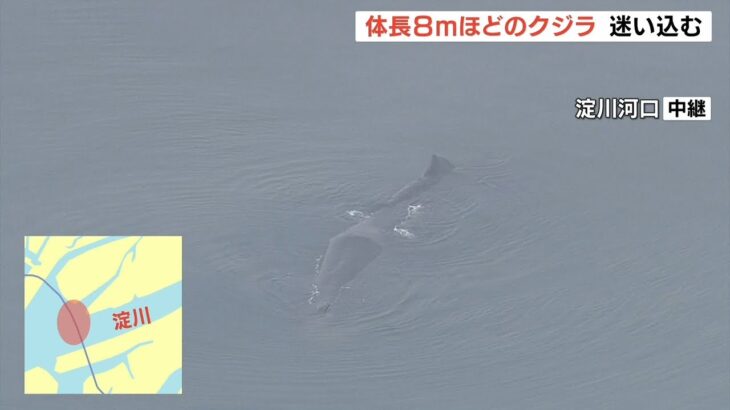 『迷子のクジラ』が大阪の淀川に…体長８ｍほど　大阪海上保安監部の小型艇が監視中（2023年1月9日）