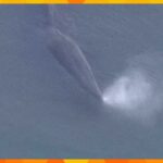 大阪湾の淀川河口付近にクジラが迷い込む　約８メートルの大きさ　周辺を航行する船に注意呼び掛け