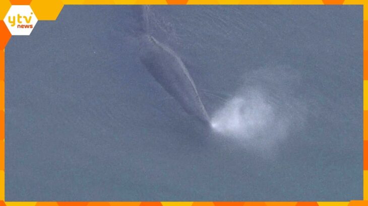 大阪湾の淀川河口付近にクジラが迷い込む　約８メートルの大きさ　周辺を航行する船に注意呼び掛け