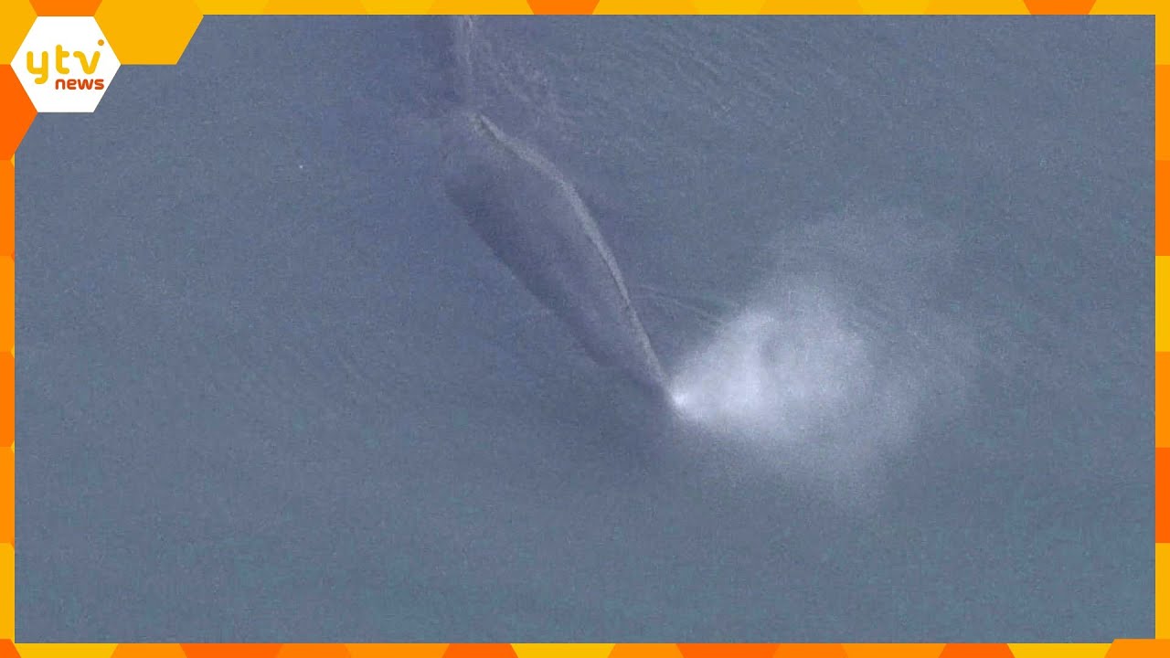 大阪湾の淀川河口付近にクジラが迷い込む　約８メートルの大きさ　周辺を航行する船に注意呼び掛け