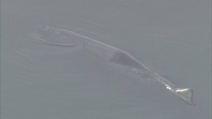 迷い込んだクジラは『マッコウクジラ』か　時折潮を吹く様子も　大阪・淀川河口付近（2023年1月9日）