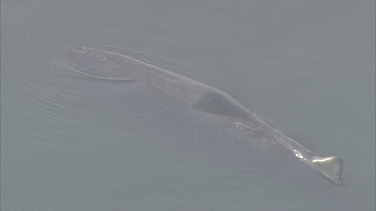 迷い込んだクジラは『マッコウクジラ』か　時折潮を吹く様子も　大阪・淀川河口付近（2023年1月9日）