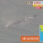 【上空からリポート】クジラが大阪・淀川の河口付近に　『マッコウクジラ』か（2023年1月9日）