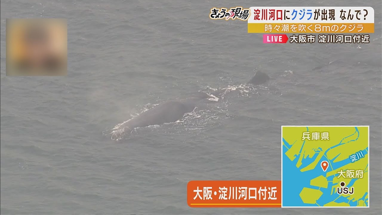 【上空からリポート】クジラが大阪・淀川の河口付近に　『マッコウクジラ』か（2023年1月9日）