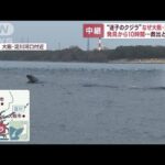 “迷子のクジラ”船上から見える様子は…救出どうなる(2023年1月9日)