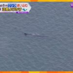 大阪湾淀川河口付近のクジラ、ほとんど動かず…体長約８メートルのマッコウクジラか