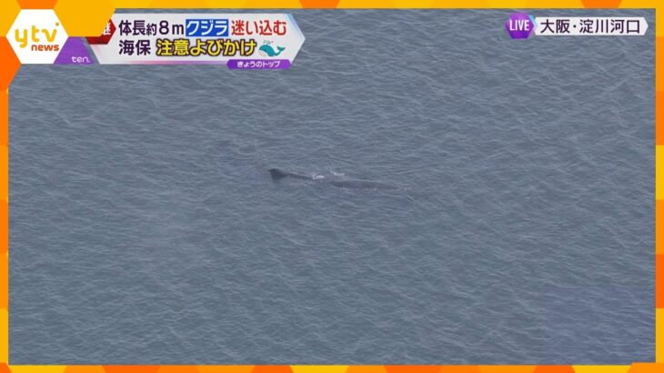 大阪湾淀川河口付近のクジラ、ほとんど動かず…体長約８メートルのマッコウクジラか