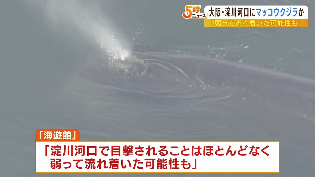「弱って流れ着いた可能性も」河口付近で発見のクジラ…時間経過も同じ場所にとどまる(2023年1月9日)
