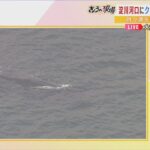 【専門家解説】大阪湾になぜクジラ？「おそらくマッコウクジラ…淀川にエサはいない」ただし「１か月ほど食べなくても生きられる」（2023年1月9日）