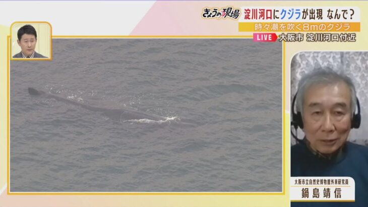 【専門家解説】大阪湾になぜクジラ？「おそらくマッコウクジラ…淀川にエサはいない」ただし「１か月ほど食べなくても生きられる」（2023年1月9日）