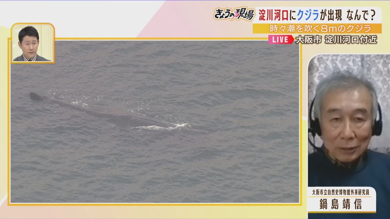 【専門家解説】大阪湾になぜクジラ？「おそらくマッコウクジラ…淀川にエサはいない」ただし「１か月ほど食べなくても生きられる」（2023年1月9日）