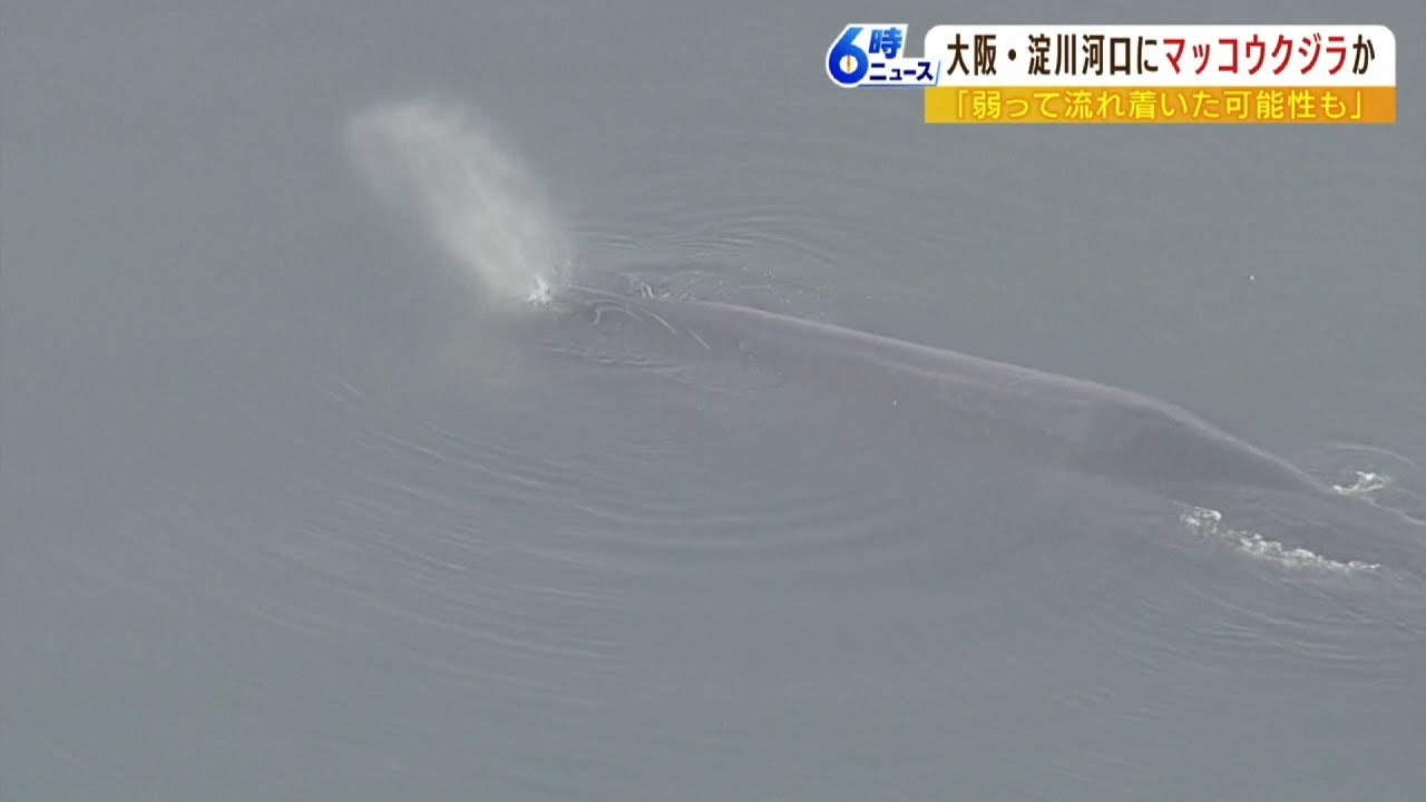 「かなり大きいので保護は厳しい」河口で発見のクジラ…同じ場所に居続けた場合は?(2023年1月9日)