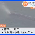 淀川河口にクジラが迷い込む　海遊館「見守るしかできない」｜TBS NEWS DIG