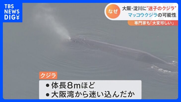 淀川河口にクジラが迷い込む　海遊館「見守るしかできない」｜TBS NEWS DIG