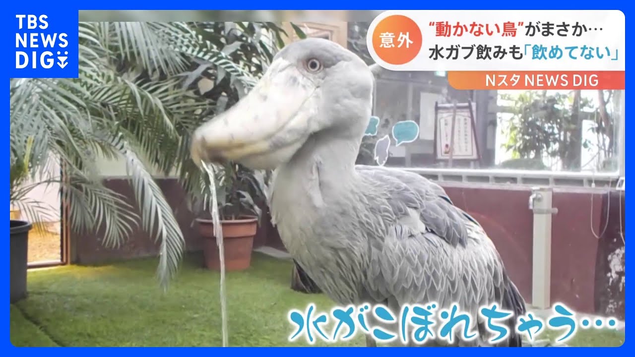 「全然飲めてない！」ハシビロコウが“水を飲む様子”が話題｜TBS&nbsp;NEWS&nbsp;DIG