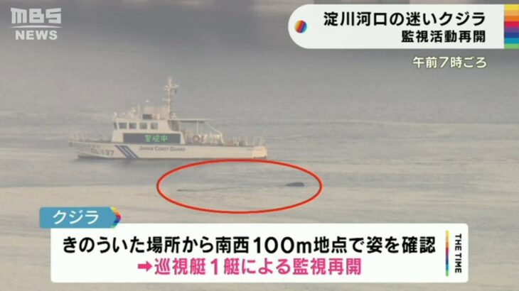 『迷いクジラ』一夜明け依然として大阪・淀川河口付近に…海上保安監部は監視活動再開（2023年1月10日）