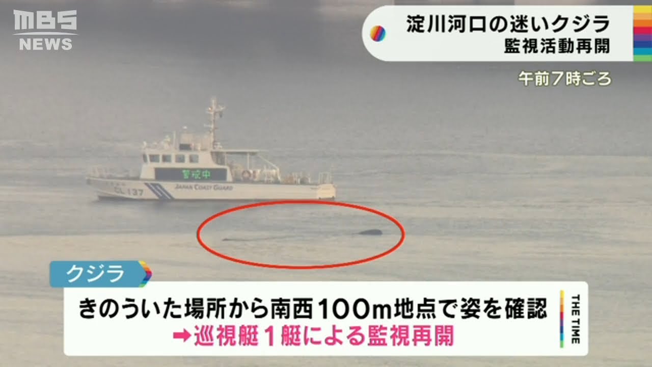 『迷いクジラ』一夜明け依然として大阪・淀川河口付近に…海上保安監部は監視活動再開(2023年1月10日)