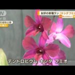 友好の新種ラン「キシダフミオ」　広島で咲く…植物公園「地元の人としてもうれしい」(2023年1月10日)