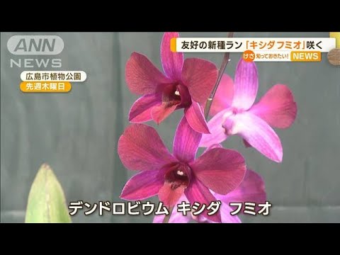 友好の新種ラン「キシダフミオ」　広島で咲く…植物公園「地元の人としてもうれしい」(2023年1月10日)