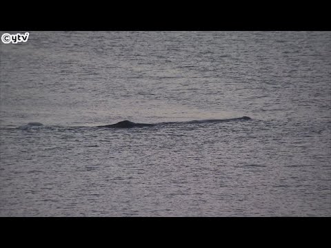 “迷いクジラ”大阪湾淀川河口付近で見つかり２日目…１０日朝も付近に留まり、時折、潮を吹く様子も