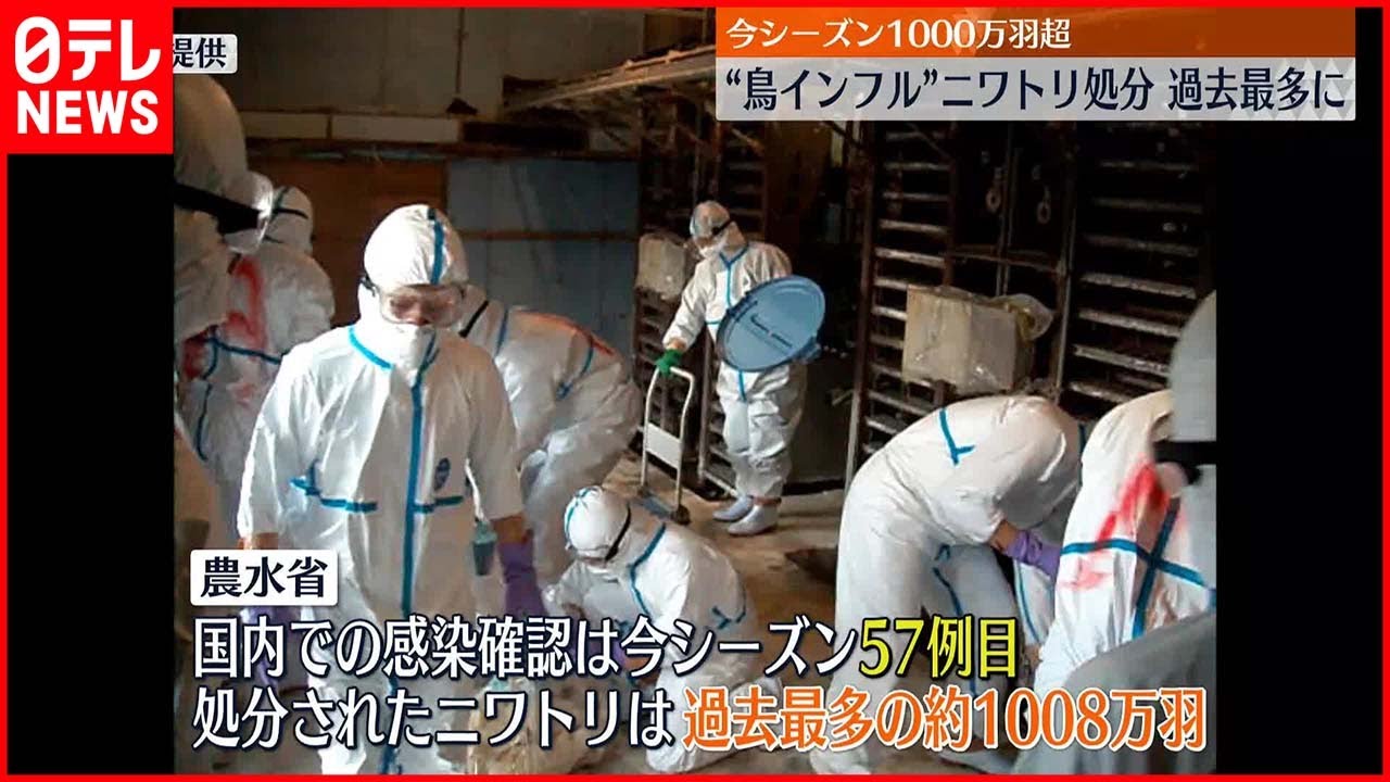 【鳥インフルエンザ】“ニワトリ処分”過去最多に…今シーズン1000万羽超