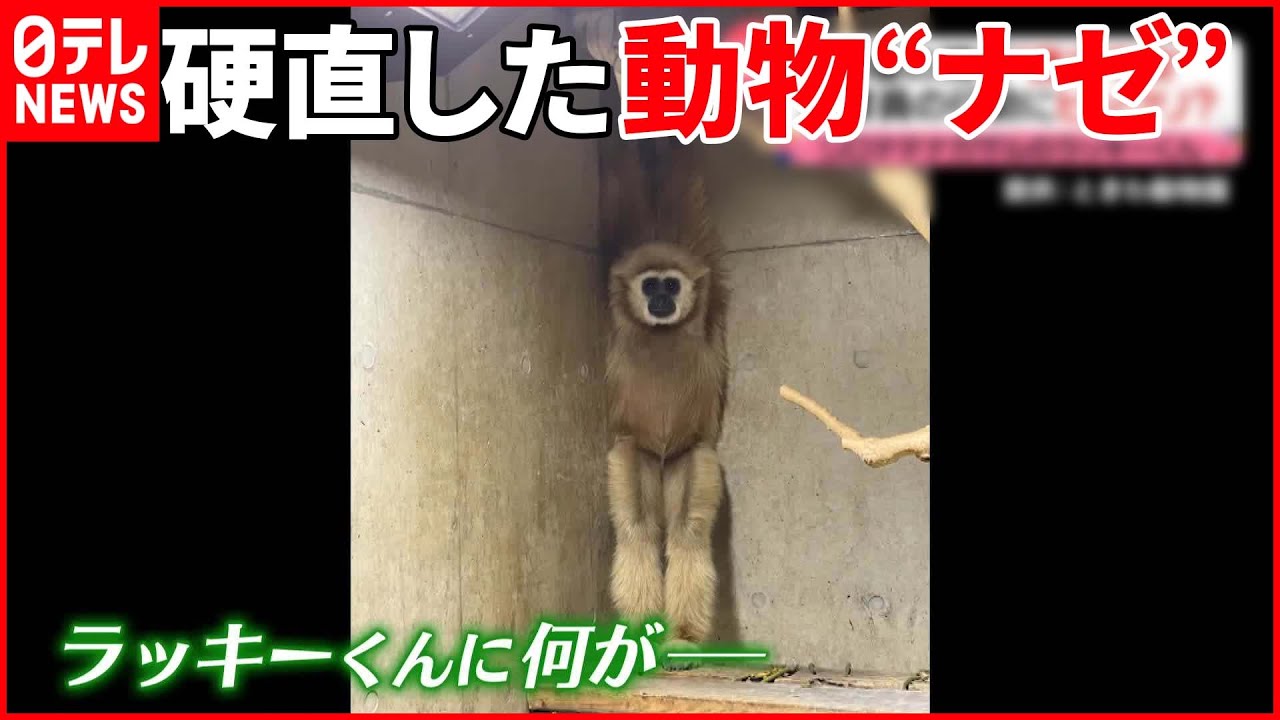 【話題】「硬直したテナガザル？」「水槽に“エビの寿司”？」話題の動物…担当者に聞く!