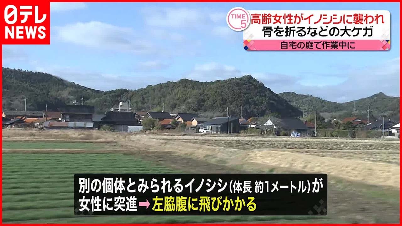 【出没】高齢女性がイノシシに襲われ…骨を折るなどの大ケガ 山口・美祢市