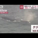 【がんばれ】迷いクジラに「淀ちゃん」の愛称も　人々が応援(2023年1月10日)