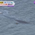 “迷いクジラ”大阪湾の淀川河口付近に留まる　体調を心配する声も　専門家「見守ることが大事」