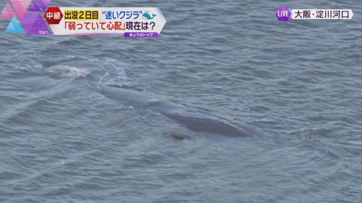 “迷いクジラ”大阪湾の淀川河口付近に留まる　体調を心配する声も　専門家「見守ることが大事」