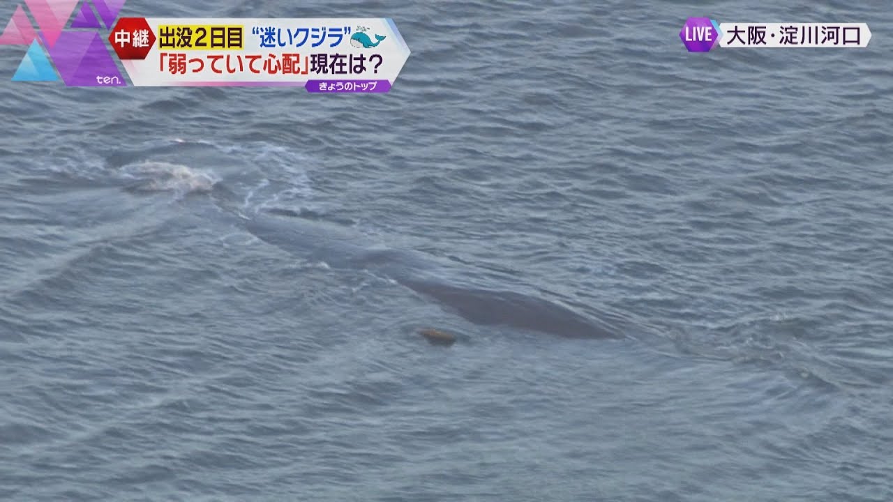 “迷いクジラ”大阪湾の淀川河口付近に留まる　体調を心配する声も　専門家「見守ることが大事」