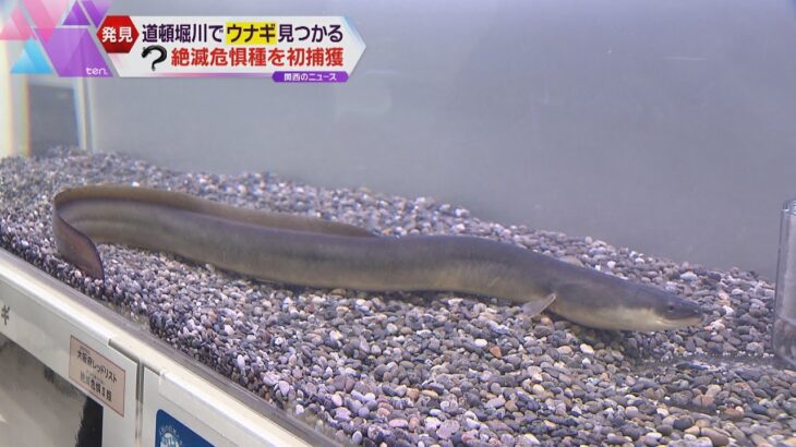 大阪・ミナミの道頓堀川で“ニホンウナギ”の生息確認、１１匹捕獲　水質浄化が進んだ成果