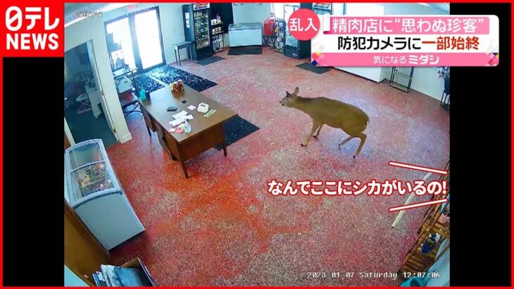 【乱入】精肉店に“シカ”が来店 ガラス戸破り飛び込む アメリカ