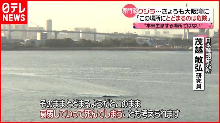 【クジラの“よどちゃん”】大阪湾にとどまるも…「衰弱して死ぬことも…」