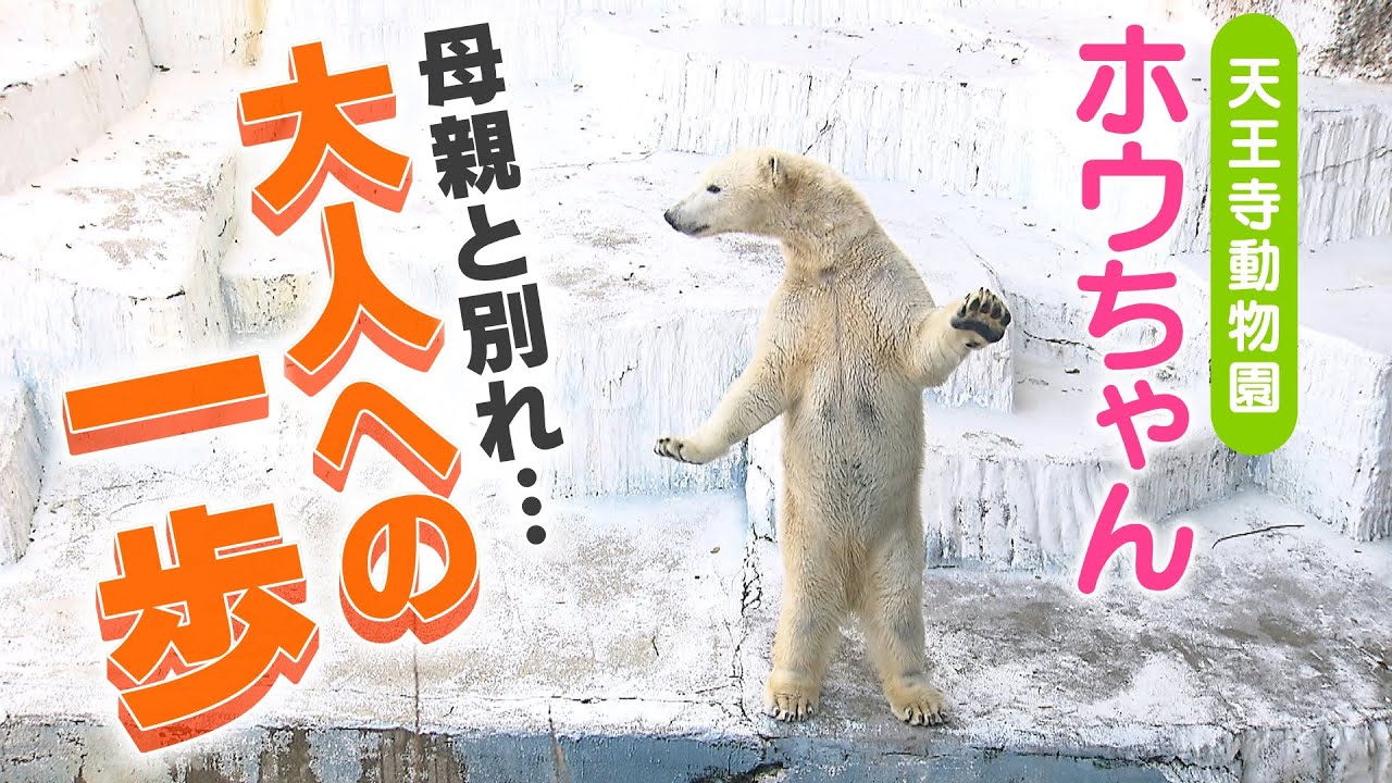 『ホッキョクグマのホウちゃん』も大人への１歩！母親イッちゃんがお引っ越し…背景にある「頭数減少」と「簡単ではない繁殖」（2023年1月9日）