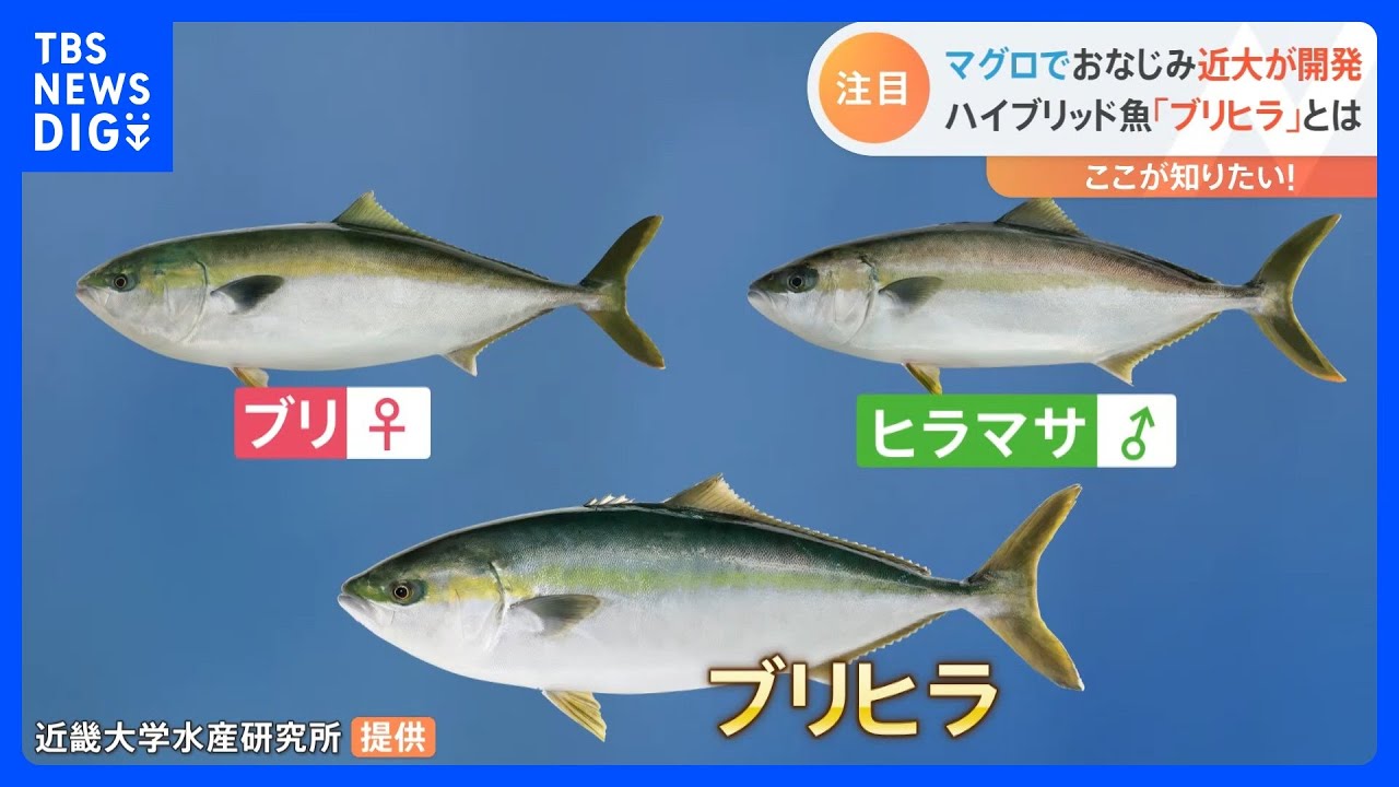 マグロでおなじみの近畿大学が開発　価格安定でおいしい注目のハイブリッド魚「ブリヒラ」の最前線を取材｜TBS&nbsp;NEWS&nbsp;DIG