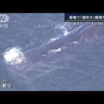専門家「休みたいから浅瀬にいる」迷子クジラ　きょうも大阪湾に(2023年1月10日)