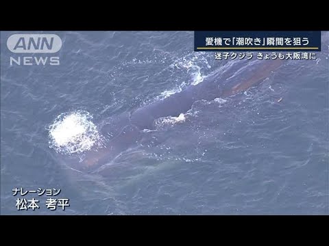 専門家「休みたいから浅瀬にいる」迷子クジラ　きょうも大阪湾に(2023年1月10日)