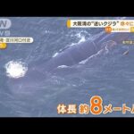 大阪湾の“迷いクジラ”　徐々に衰弱か…専門家「かなり厳しい状態」(2023年1月11日)