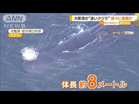 大阪湾の“迷いクジラ”　徐々に衰弱か…専門家「かなり厳しい状態」(2023年1月11日)
