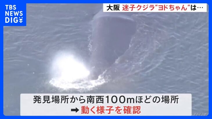 “迷子クジラ”きょうも淀川に出現！“ヨドちゃん”の愛称も　巡視艇の監視続く｜TBS NEWS DIG