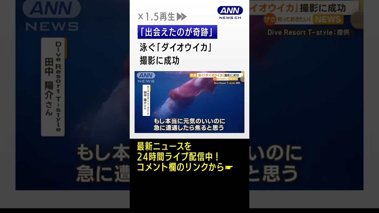 泳ぐ「ダイオウイカ」 撮影に成功 ダイバー「出会えたのが奇跡」【知っておきたい!】#shorts